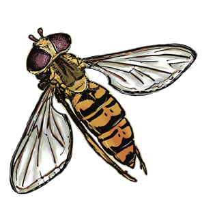 HoverFly_Top