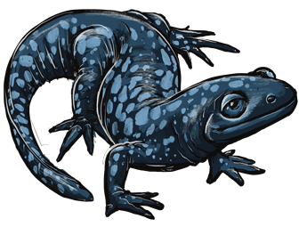 blueSalamander