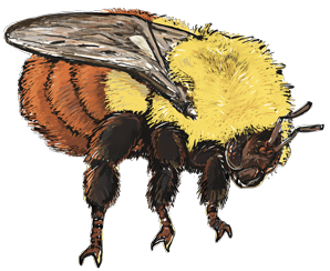 bumblebee