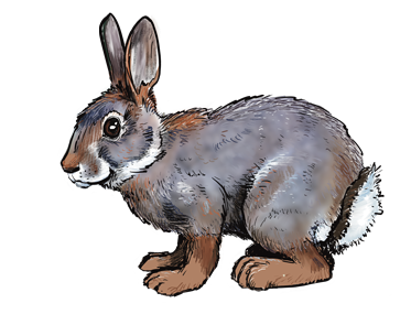bunny_onfours