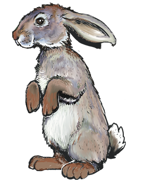 bunny_standing