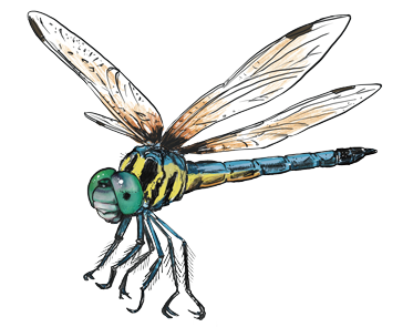 dragonFly