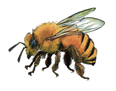 honeybee