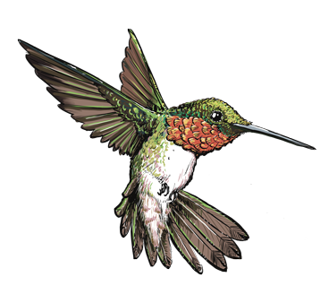 hummingbird_flying