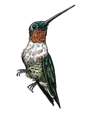 hummingbird_seated