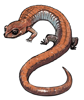 longsalamander