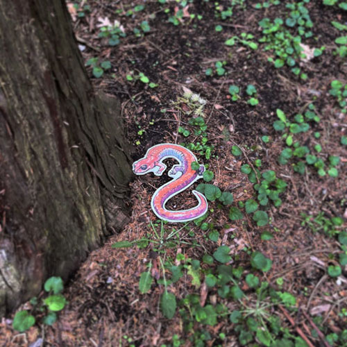 salmander_smallcutout salmander_smallcutout