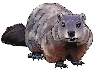 woodchuck_down