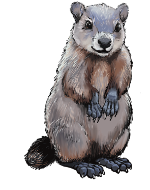 woodchuck_standing