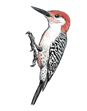 woodpecker